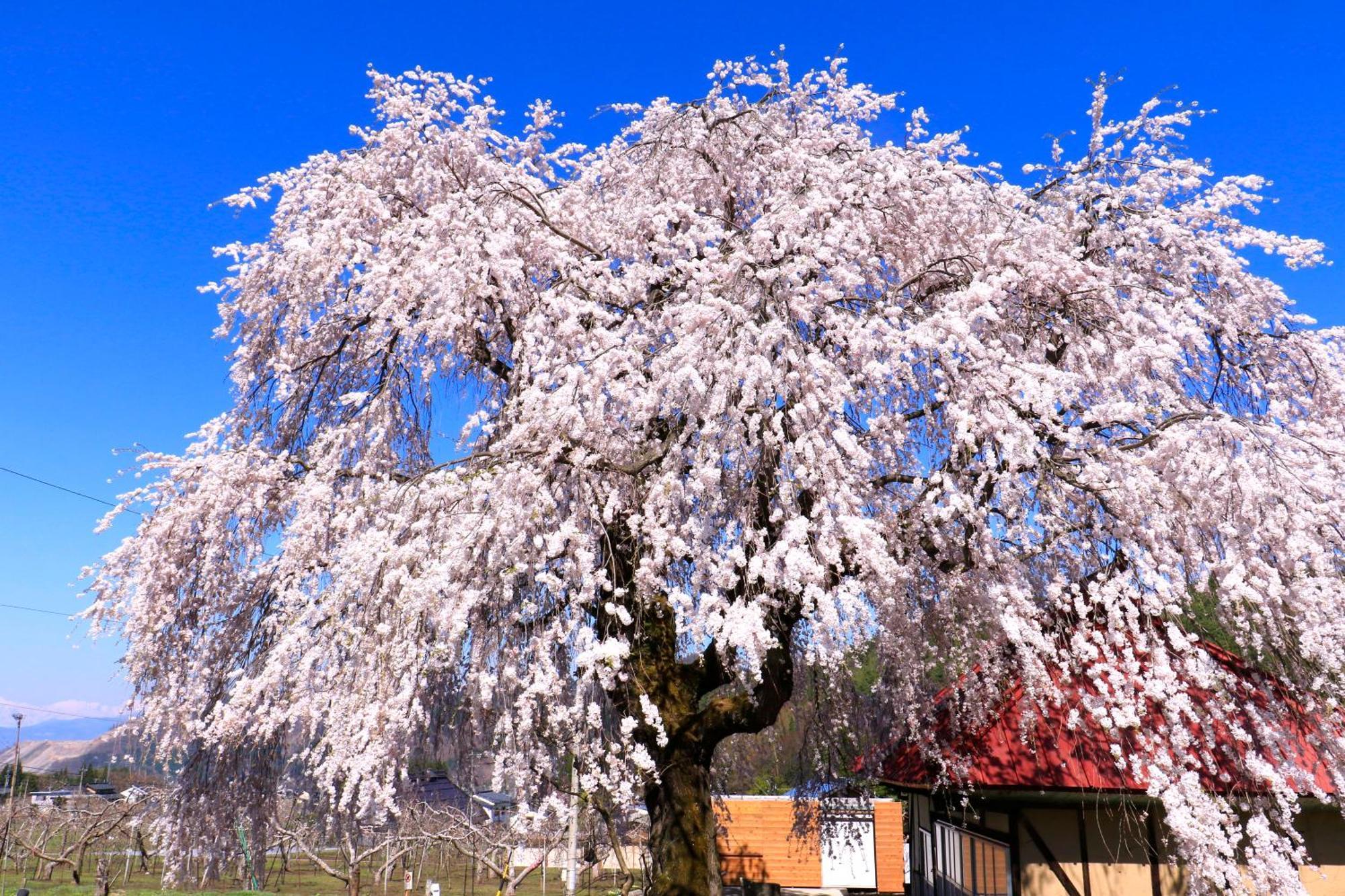 Fujiiso (Adults Only) Hotel Takayama  Buitenkant foto